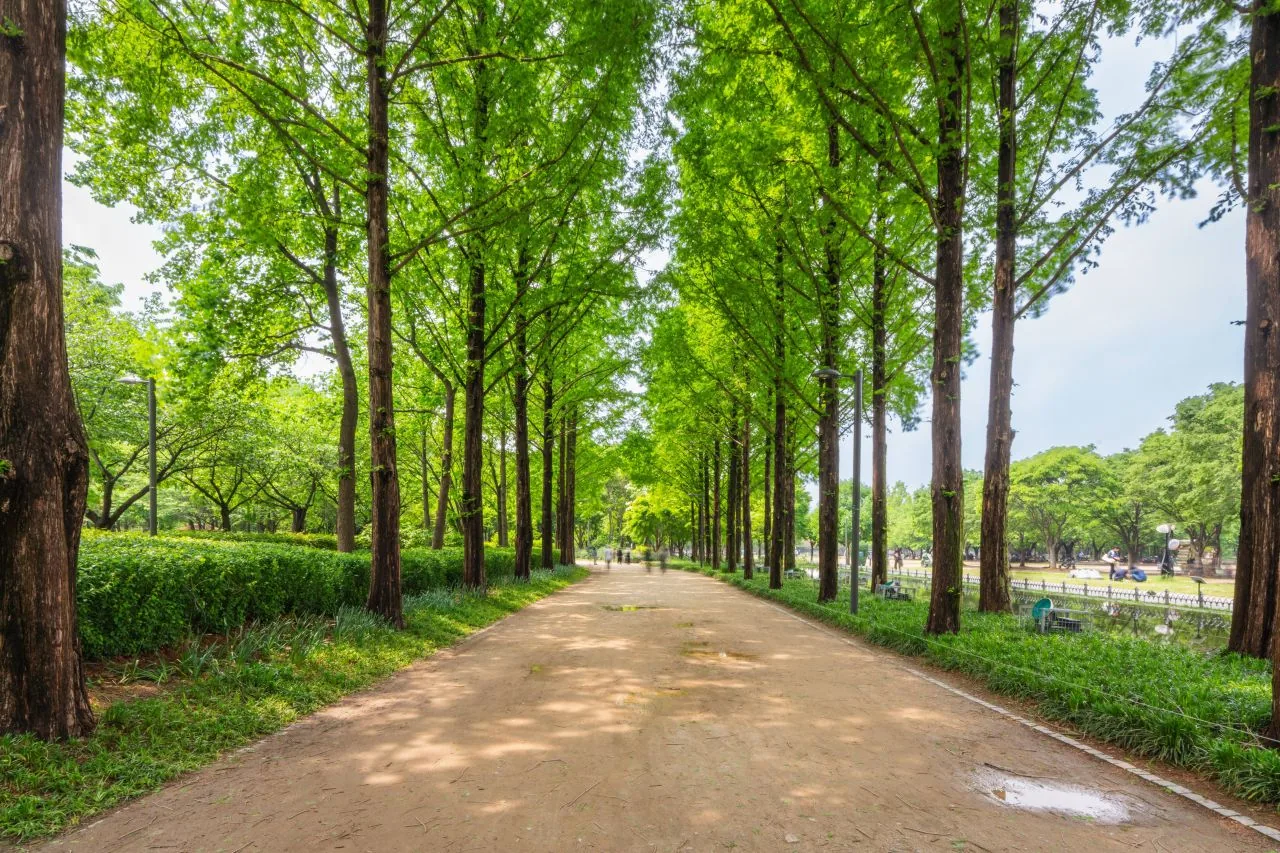 Seoul Forest greenery near Seongsu's cafe district